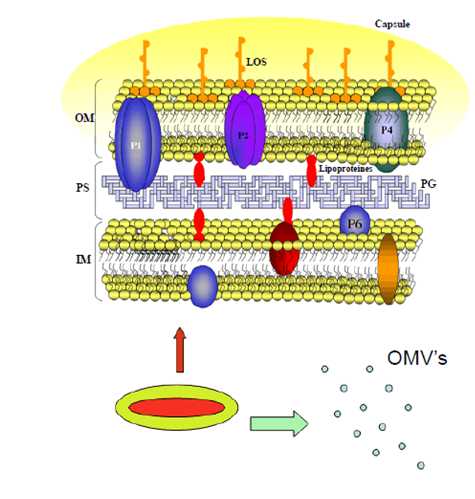 Schematic representation of membrane proteins and outer membrane vesicules of Haemophilus influenzae as novel vaccine targets.